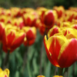 2025120期开奖结果最新公布与详细分析 0np743d