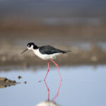 2025124期双色球开奖号码结果查询与公布 597hmd