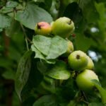 2025127期双色球开奖日期与结果查询指南 wcx7p